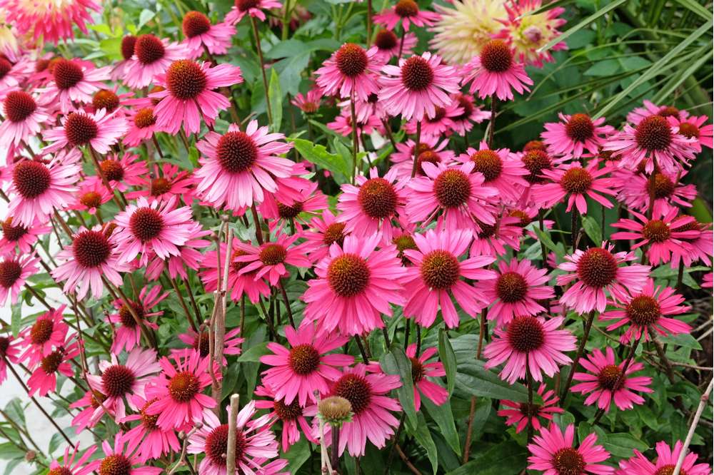 Echinacea 'Sensation Pink'